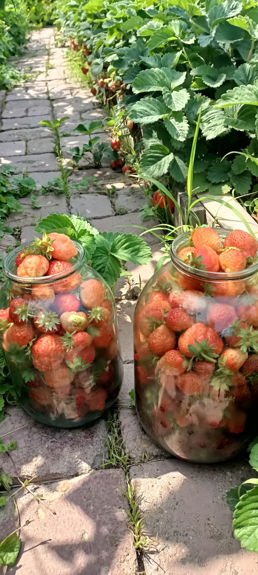 Продам рассаду, саженцы.