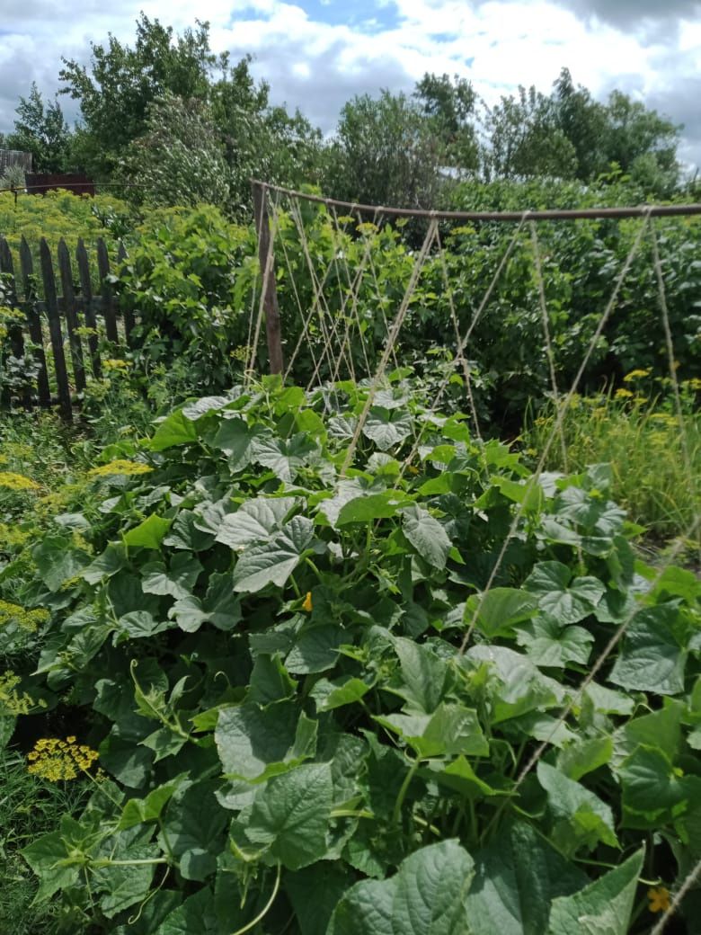 Продам дачу  село белое