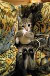 Котёнок ищет дом срочно