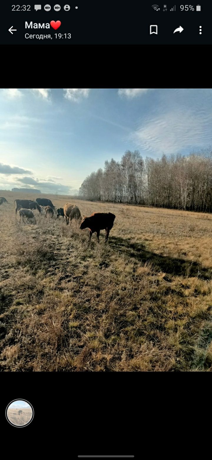 Продам 4 телки   и корову