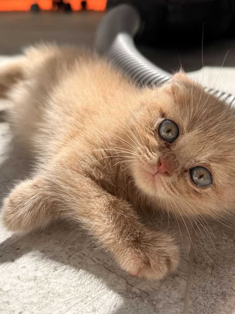 Шотландский вислоухий (Scottish Fold)  1,5 песяца