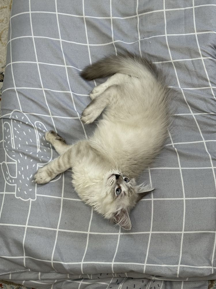 Отдам котёнка в добрые руки — 15 000 ₸