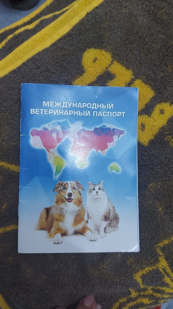 Мысық сатамын уйдікі