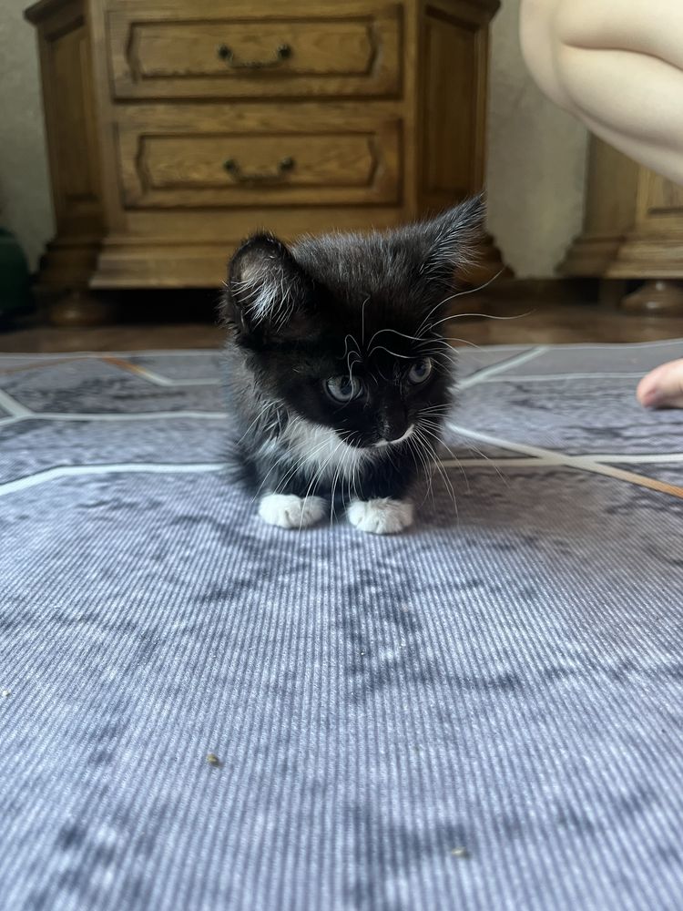 Отдам котенка в добрые руки