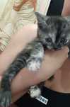 Кошечка, 1,5 месяца