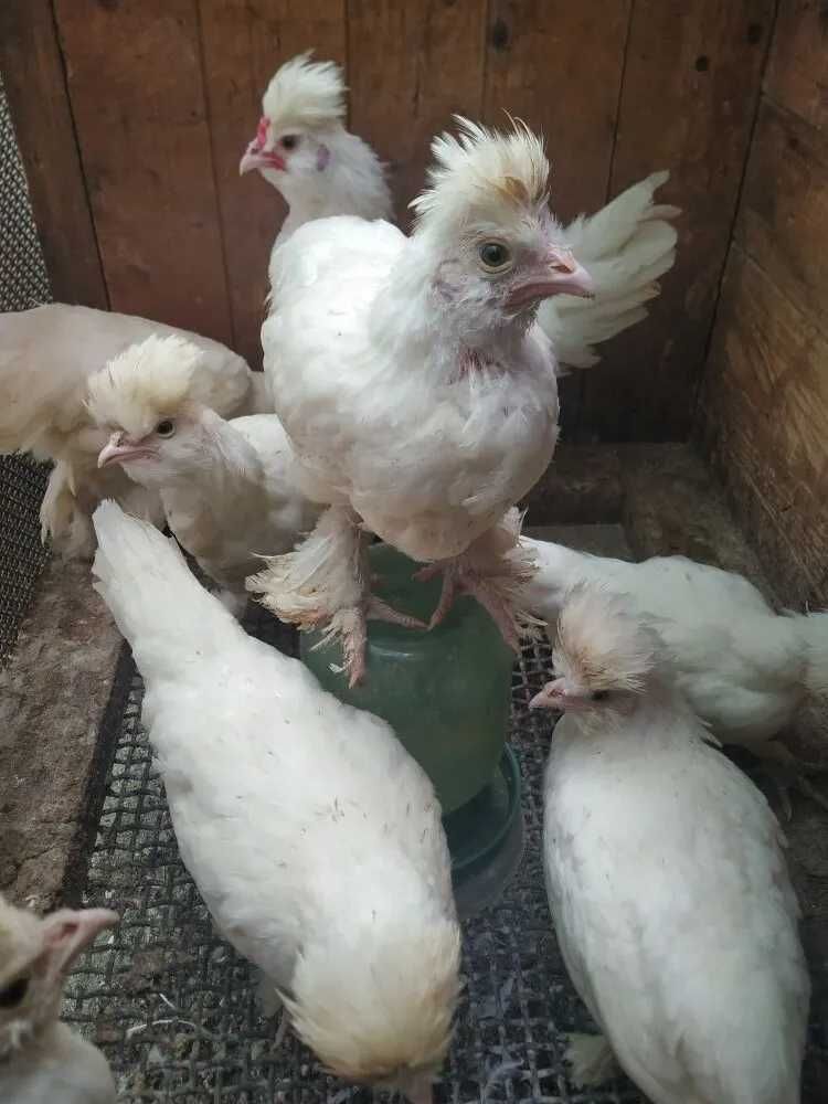 Цыплята павловские белые семейка продам.