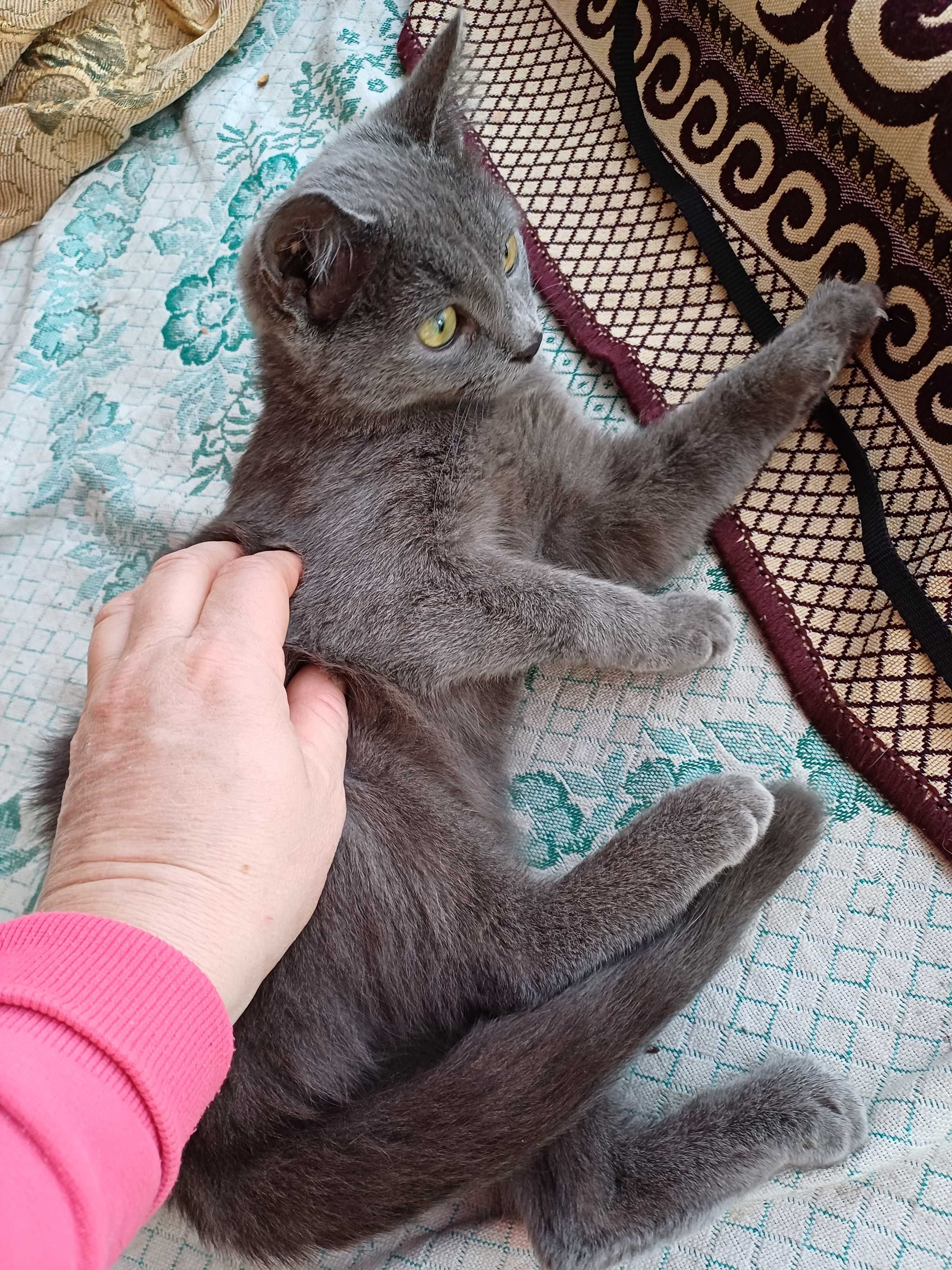 Кошечка Эйва ищет дом, в который принесёт счастье, удачу и радость.