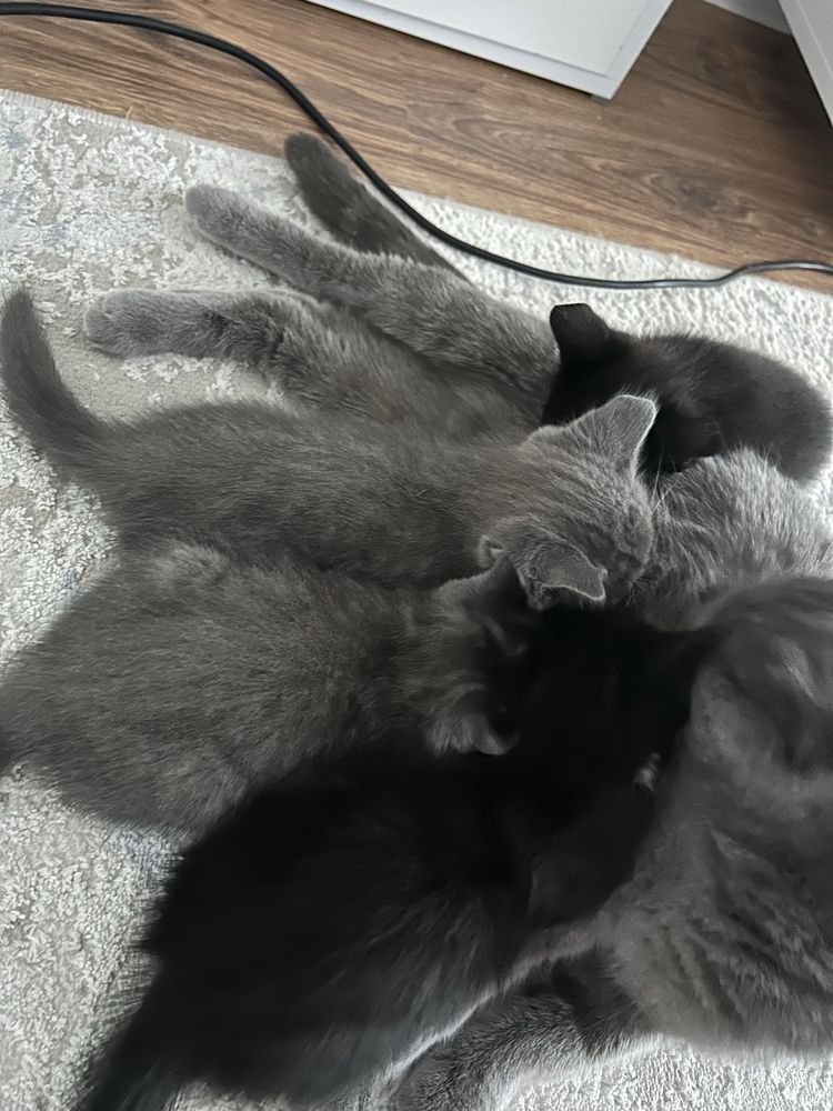 Срочно! Отдам 4 котят и породистую кошку (британка)