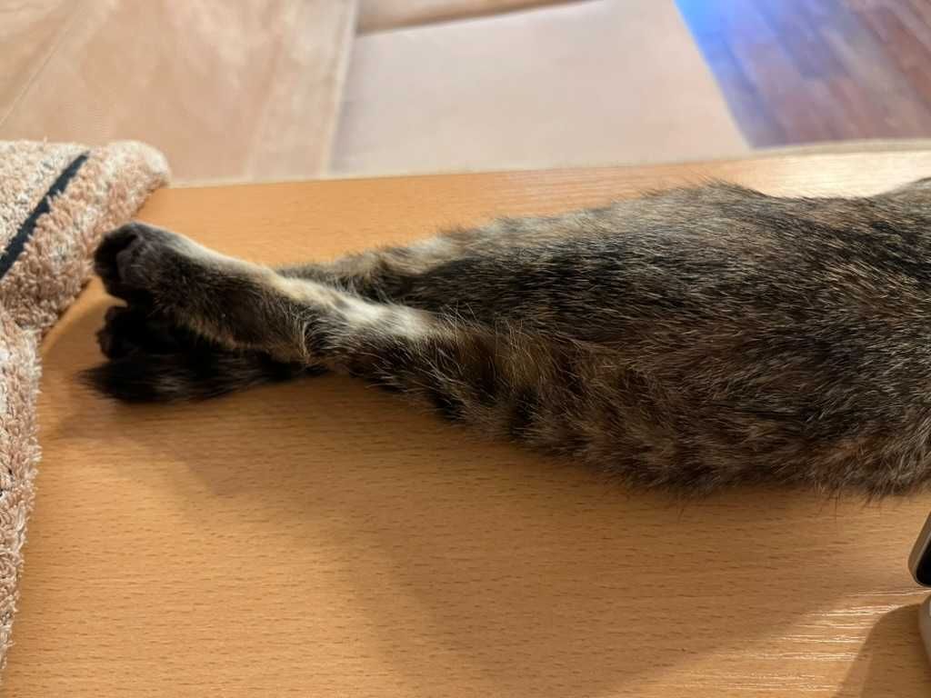 Котёнок(девочка), тигровый окрас