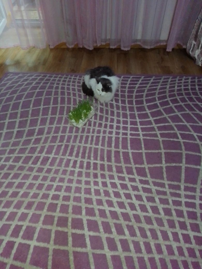 АЛИСА , ищет  счастливый ДОМ