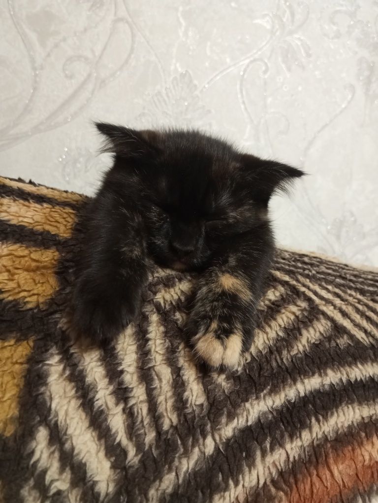 Отдам в добрые руки
