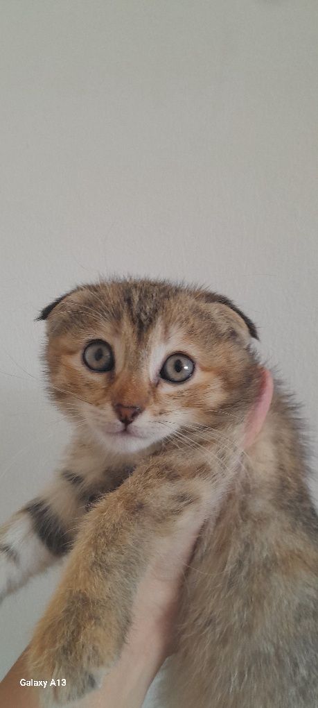 Продаётся котёнок
