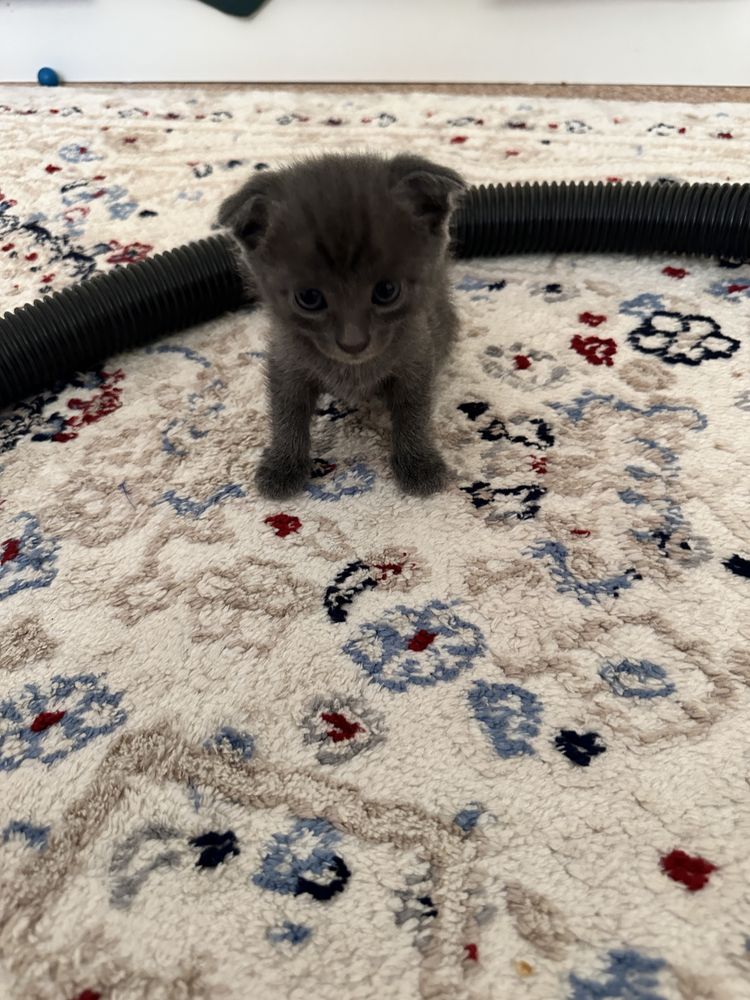 Котенок вислоухий