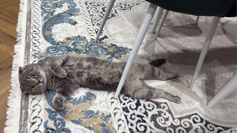 Кошка вислоухий