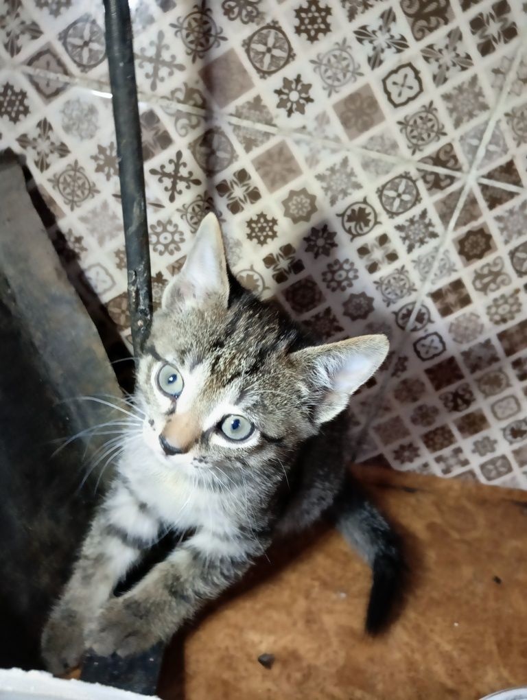 Котята 2 месяца.