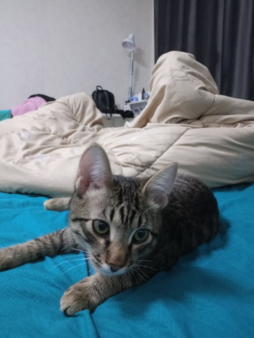 Отдам в кота в добрые руки