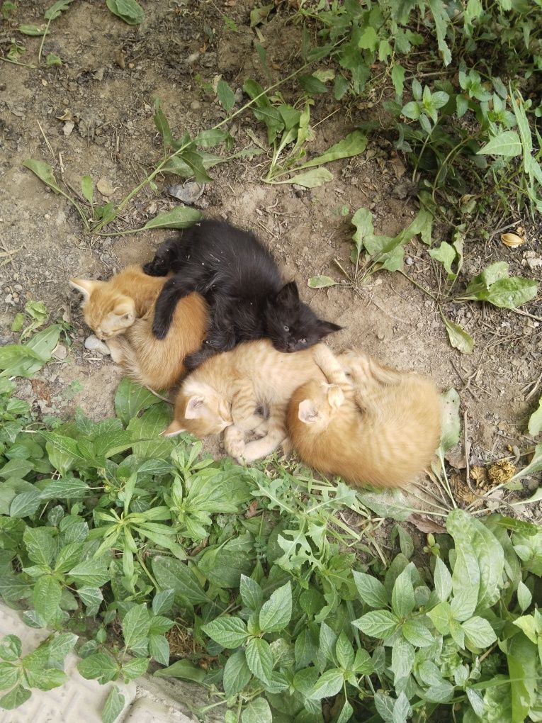 Котята бесплатно