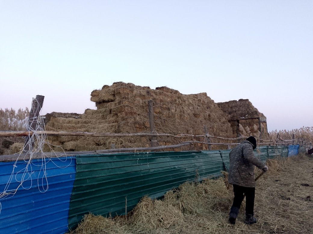 Жаи шоп сатылады 500тгден винзавод та