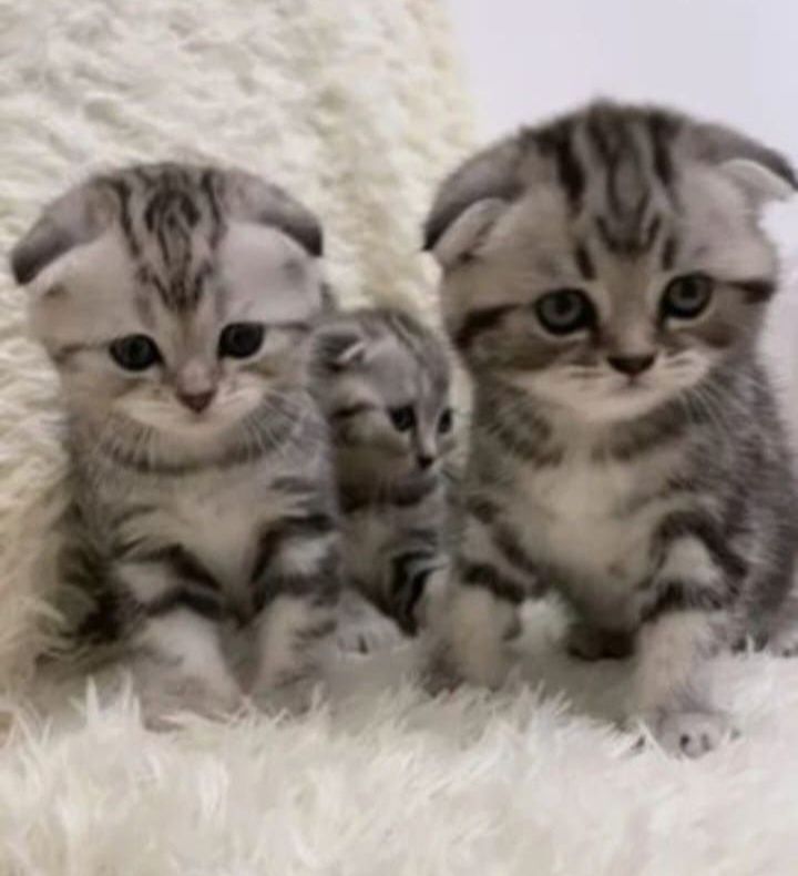 Вязка опытного кота