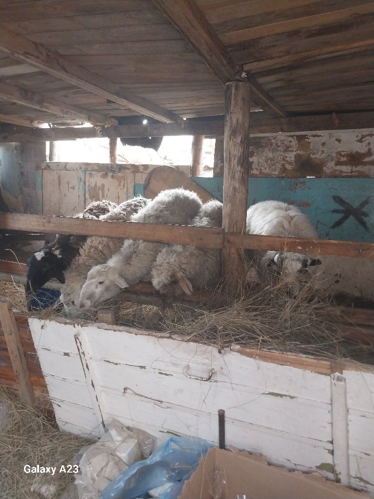 Продам упитанных баран