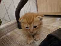 Отдам котёнка в добрые руки
