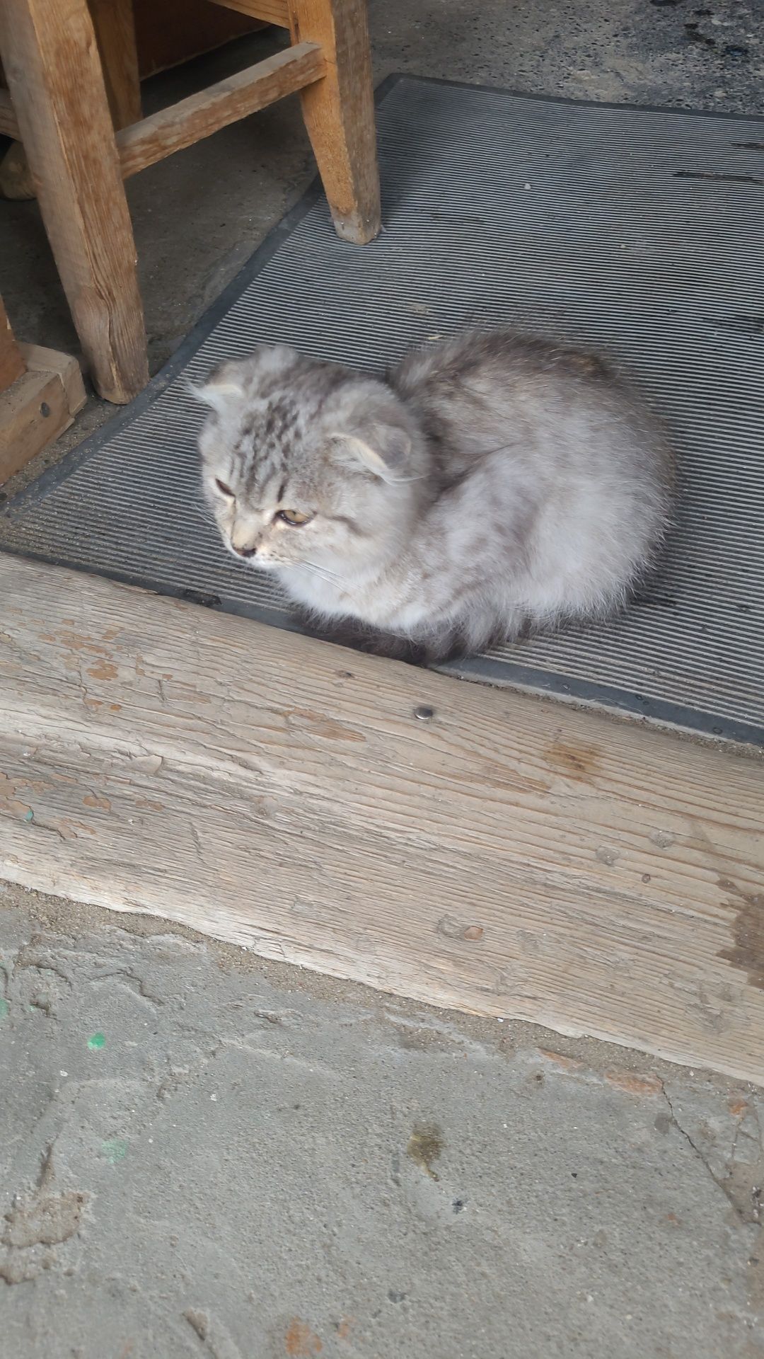 Кошечка очень красивая