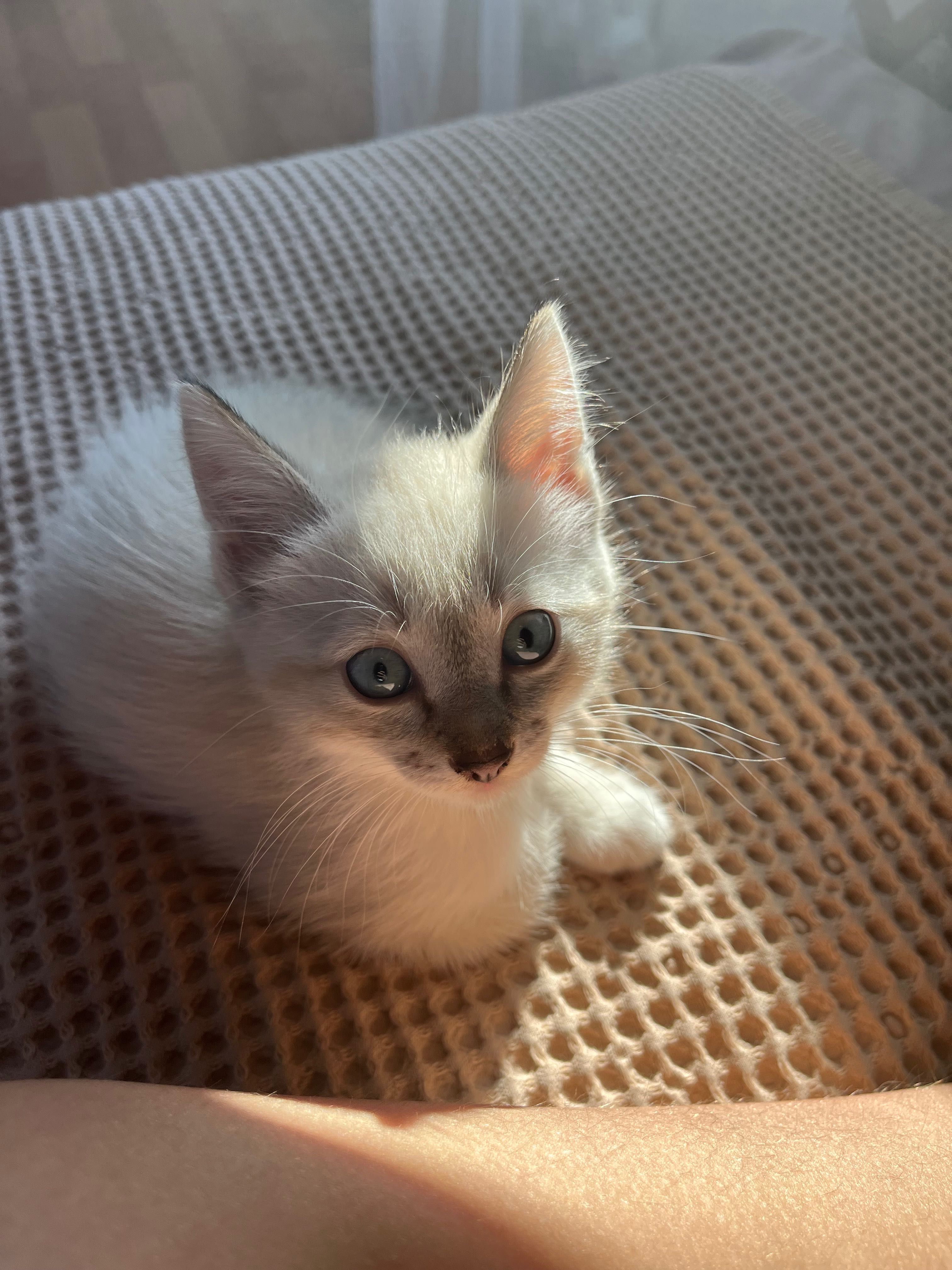 Отдам котенка, девочка, 2 - 2,5 месяца, к лотку приучена.