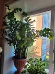 Продам замиокулькас, долларовое дерево