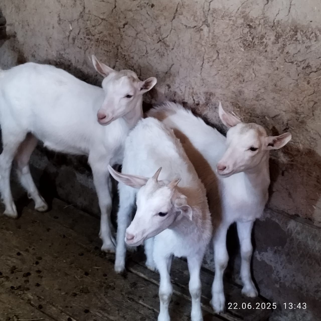 Лактар сатылады келисим бар
