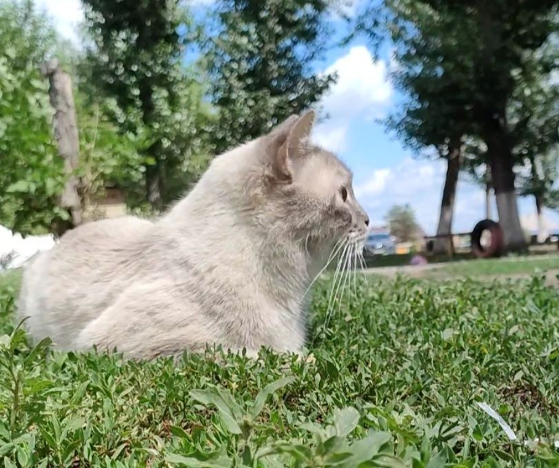 Кошка, полупородистая, стерилизованная.