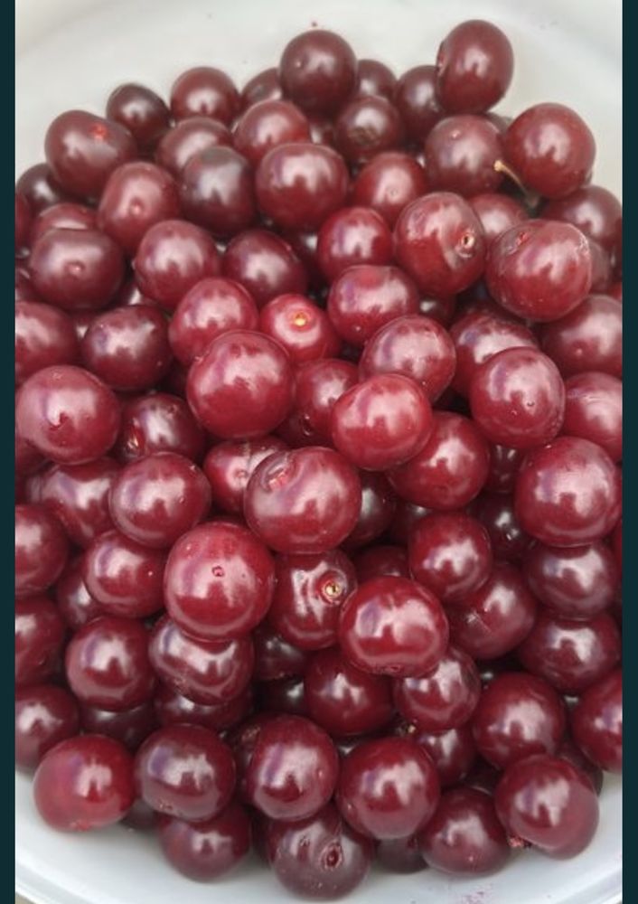 Продам вишню домашнюю