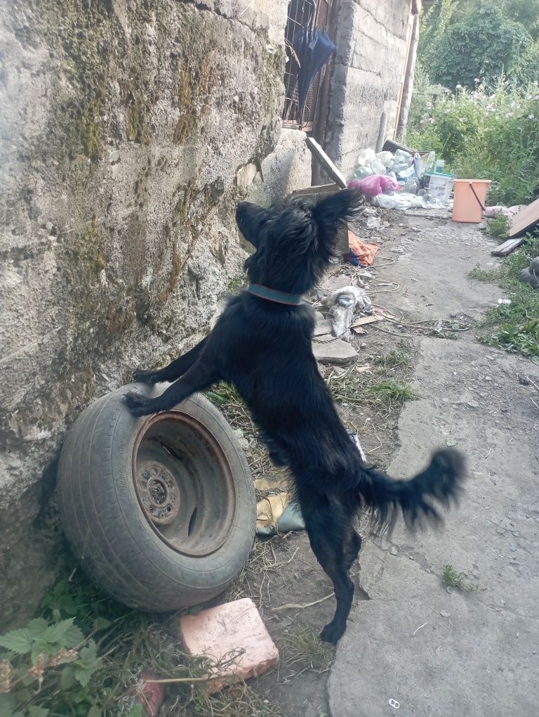 Отдам собаку. SOS