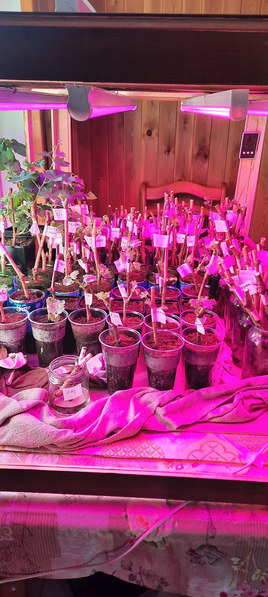 Саженцы винограда продам