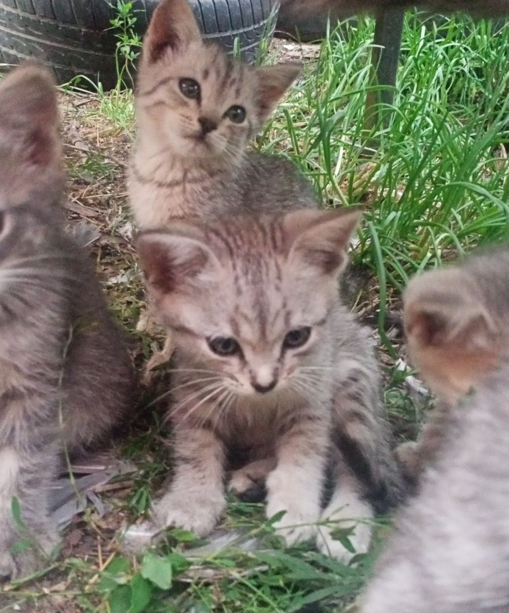 Отдам котят в хорошие руки