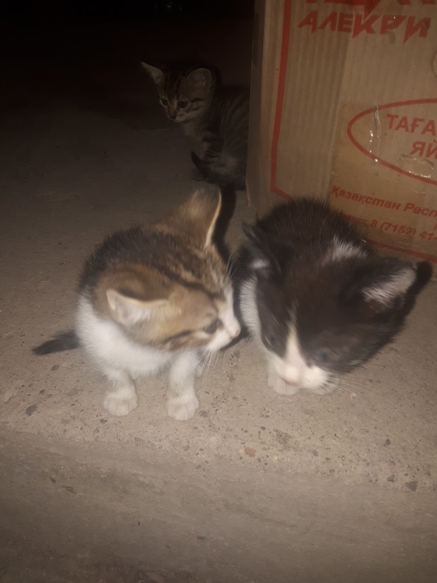 Котята в добрые руки