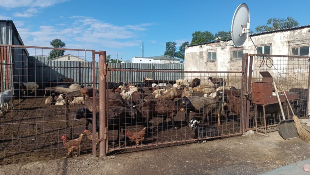Продаётся хозяйство с постройками и крупным поголовьем лошадей и овец!