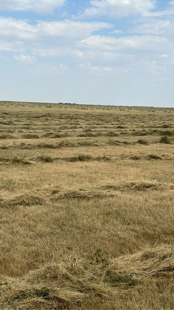 Рулон шөп сатылады продам сено в рулонах