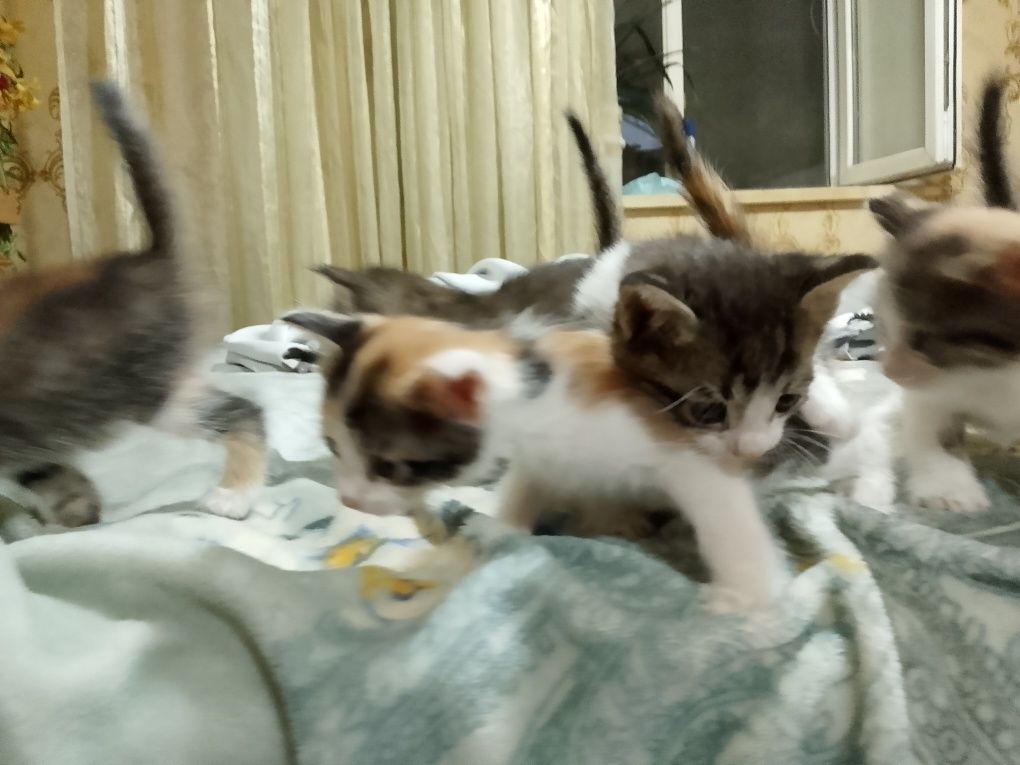 Домашние котята   .