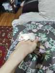 Отдам крысенка Срочно