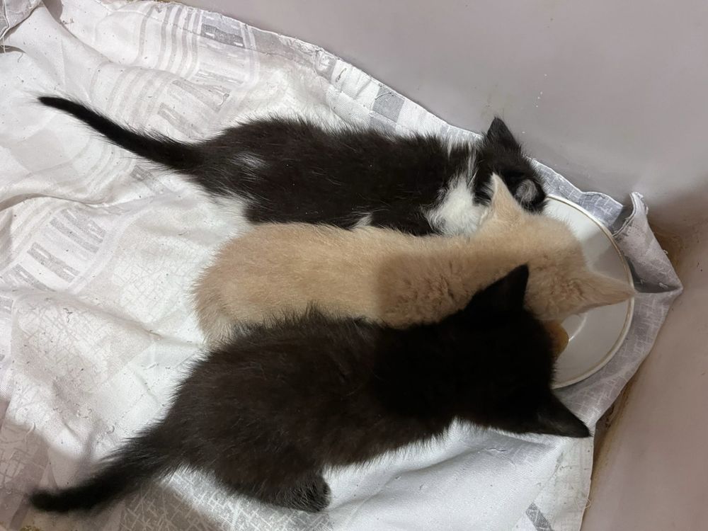 Котята ищут семью