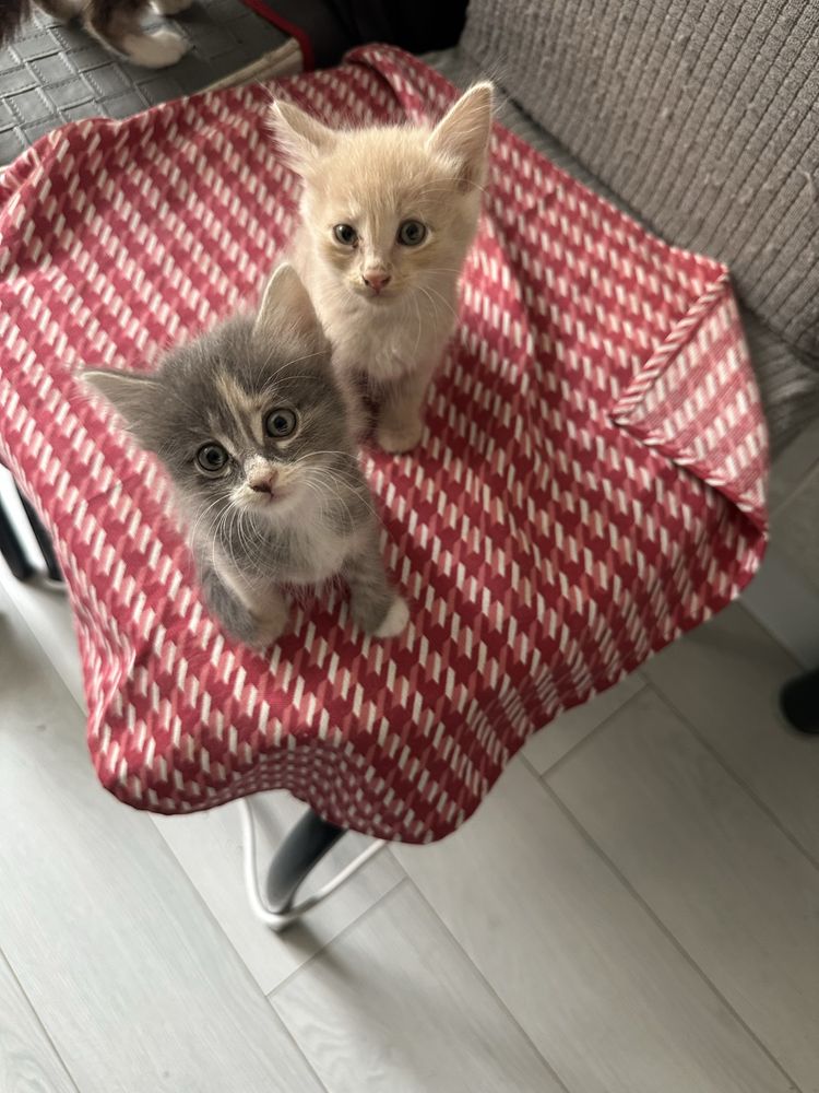 Котята 1 месяц бесплатно