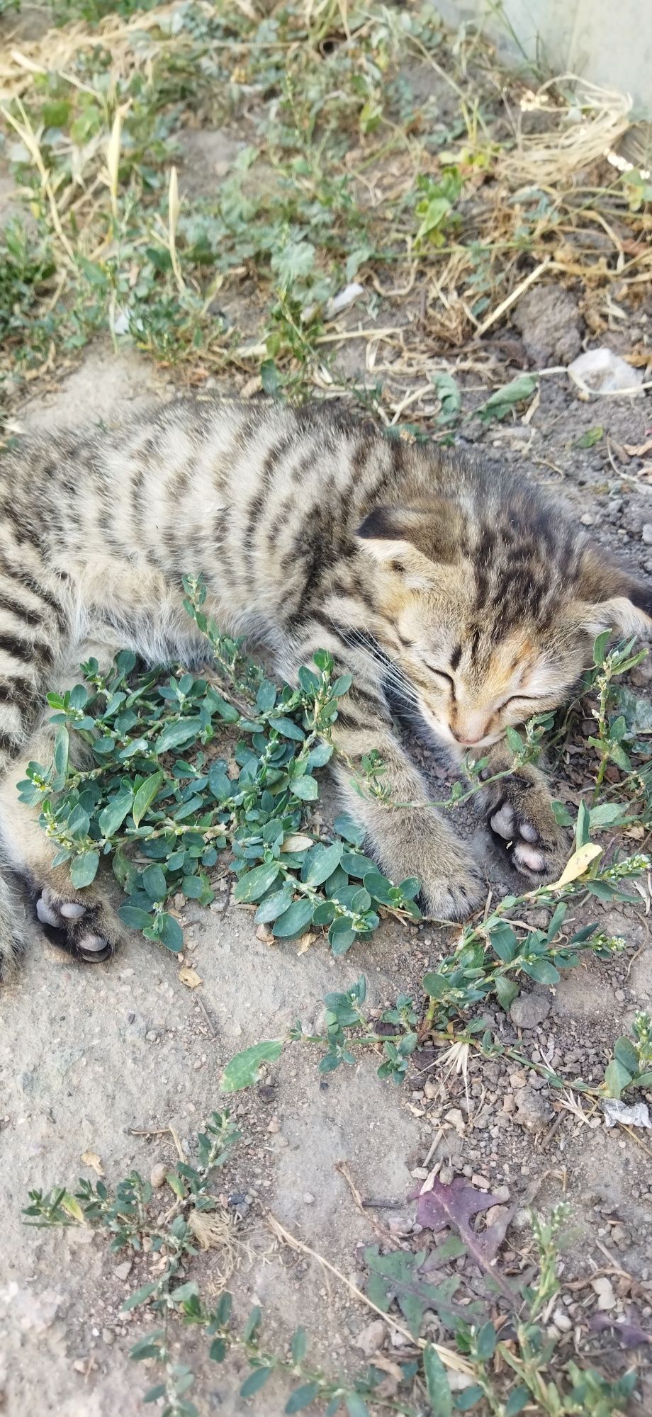 Котята даром в добрые руки
