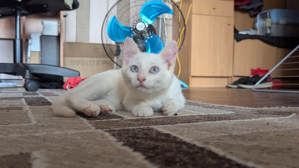 Котенок ищет дом
