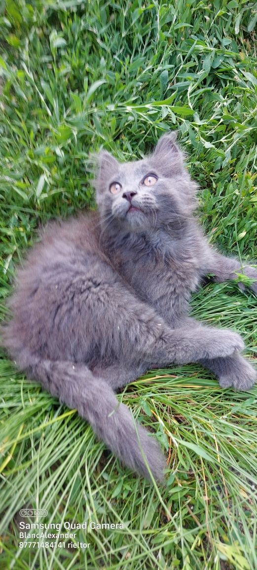 Британские котята.