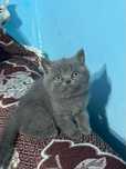 Продам британских котят