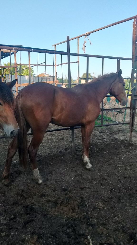 Продам две кобылки и одного жеребчика
