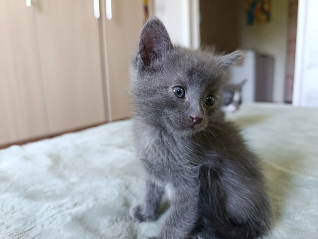 Маленький котенок ищет себе дом!