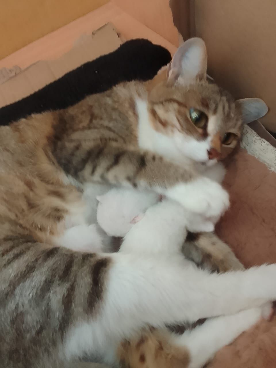 Кошка с котятами