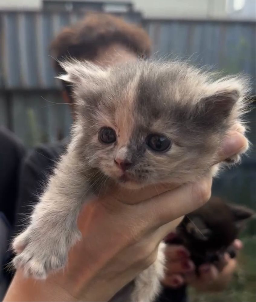 Котенок 1 месяц бесплатно