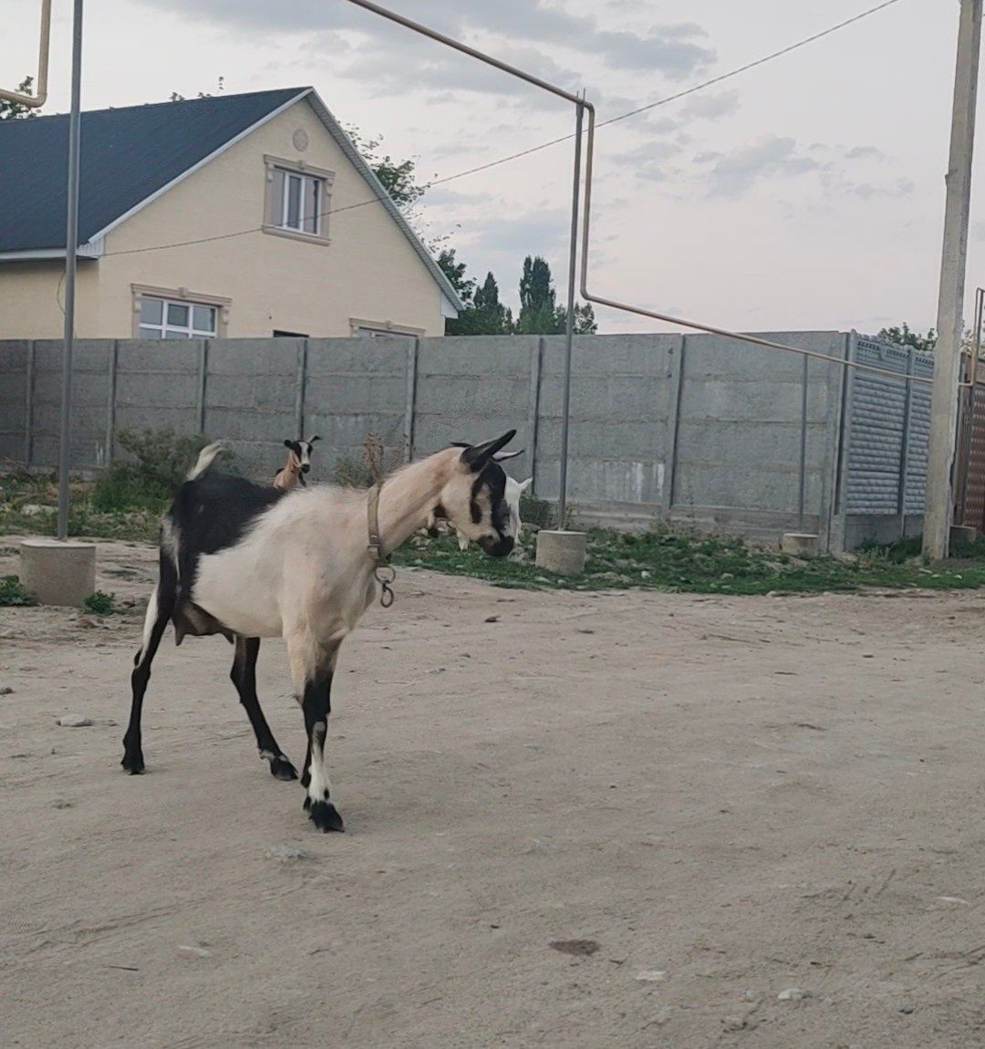 Ешкі сүті козье молоко